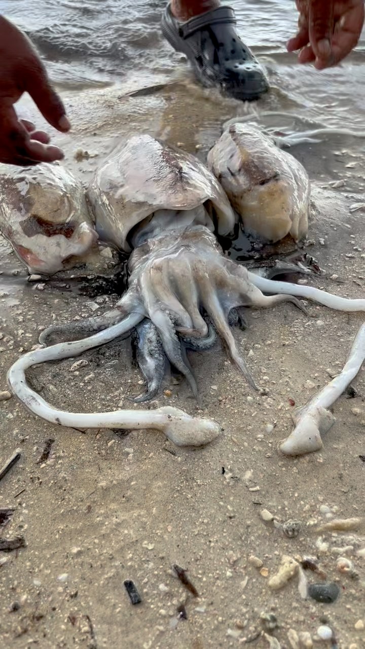 3 GIANT SQUID 😱 #bagulan #kulambutan #squid #seafood #Amazing | John ...