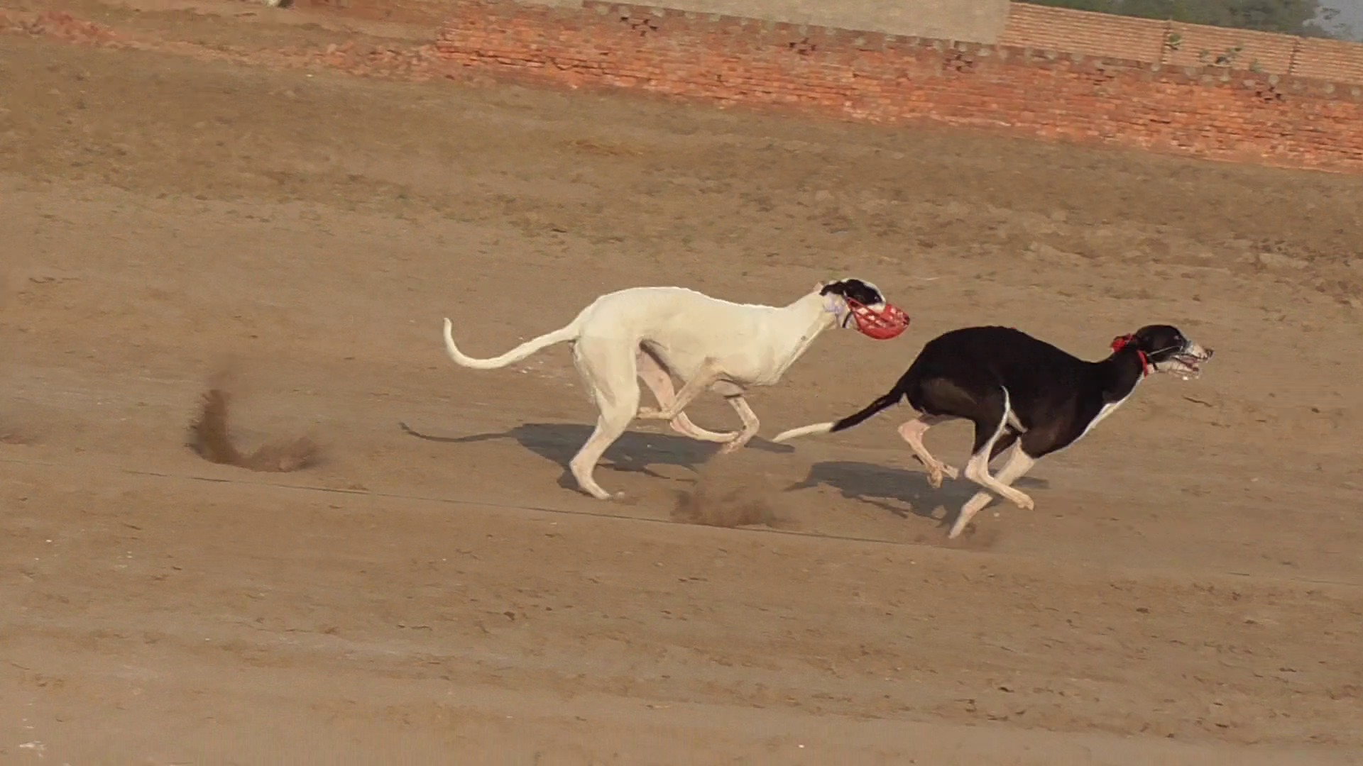 greyhound race in 82 chak. subscribe us on youtube for more new dog ...