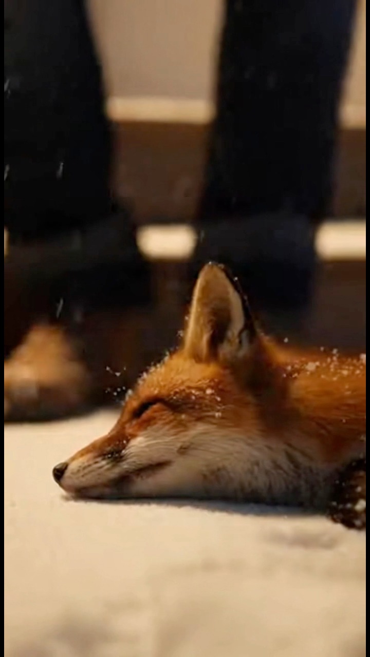 The fox was cold, weak, and running out of time. He wandered toward the ...