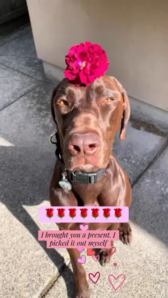 Do you love it? 🌹#rockygsp ️ #dog #doglover #doginstagram #cute | Rocky ...