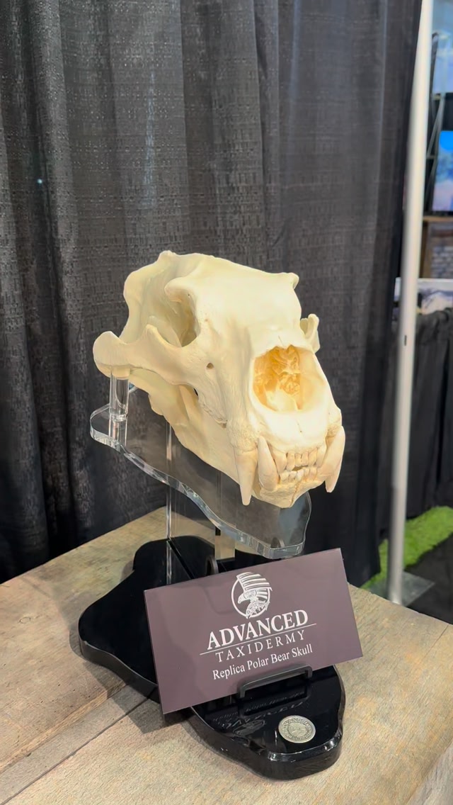 Check out this replica polar bear skull. Cast right of the