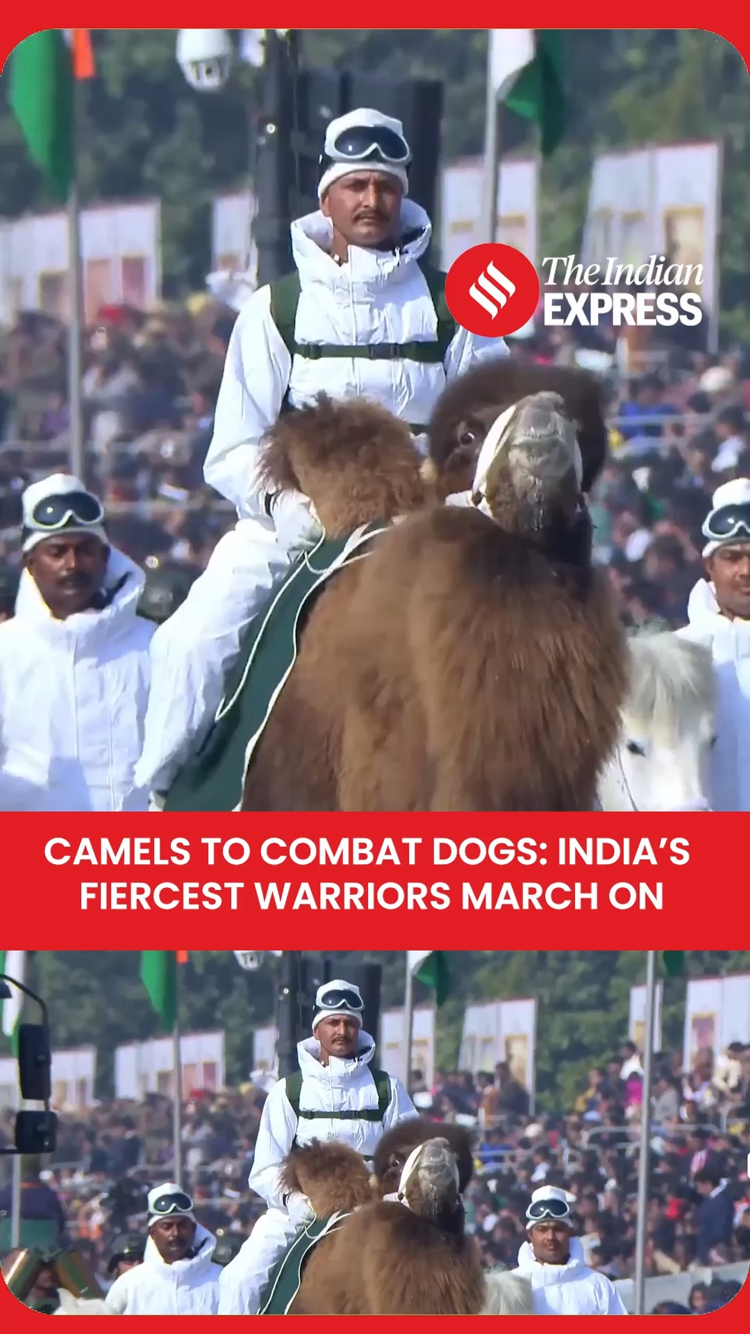 Camels to combat dogs: India’s warriors march on Republic Day The 77th ...