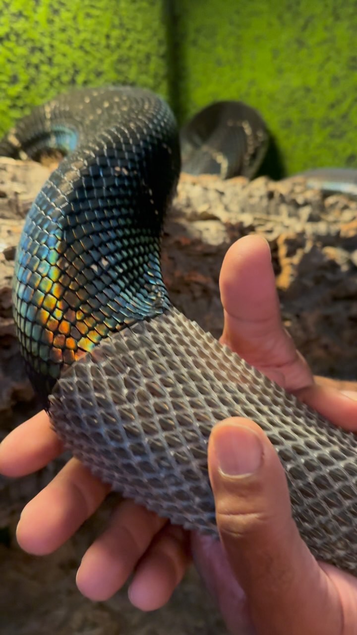 Comment your thoughts 💭 Rate this snake shed 1-100 on how satisfying it ...