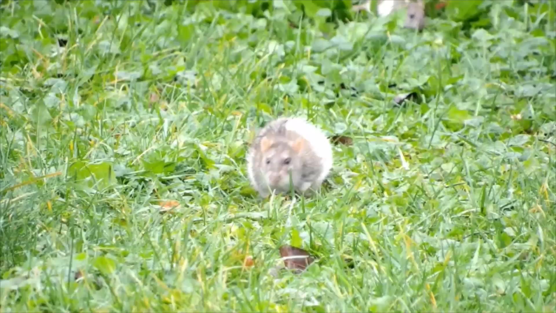 This is some older footage I filmed at least 2 years ago, including an ...