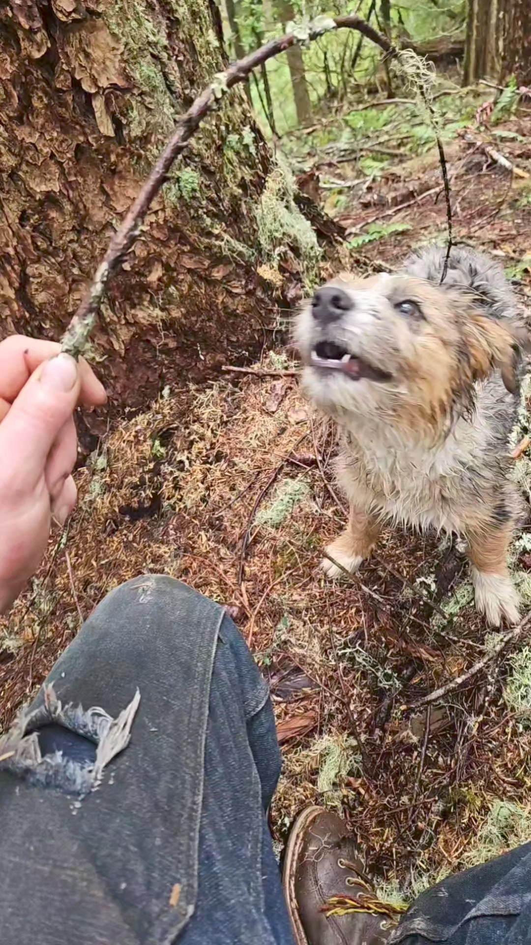 fell this hammer yesterday on the Willamette complex. guessing it was ...