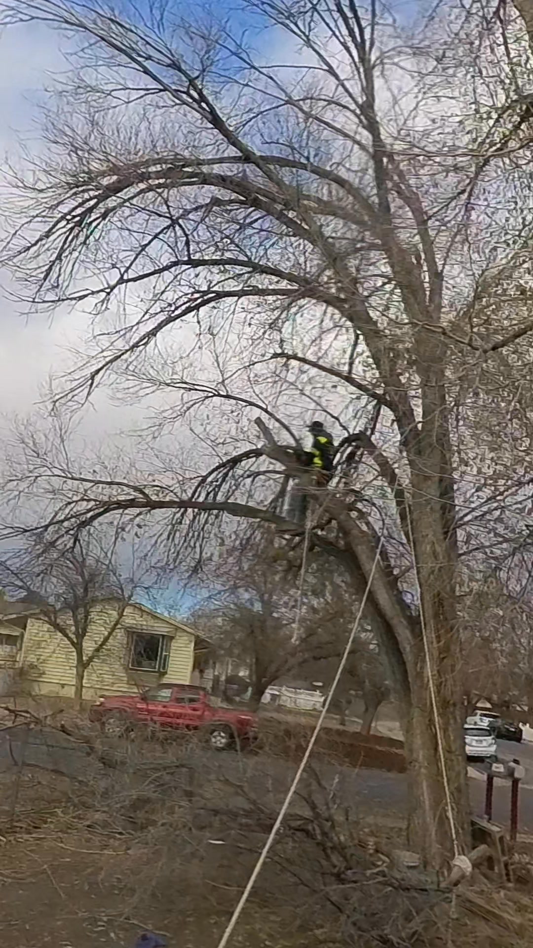 This tree wasn't much but being nice an alive she was heavy | Patterson ...