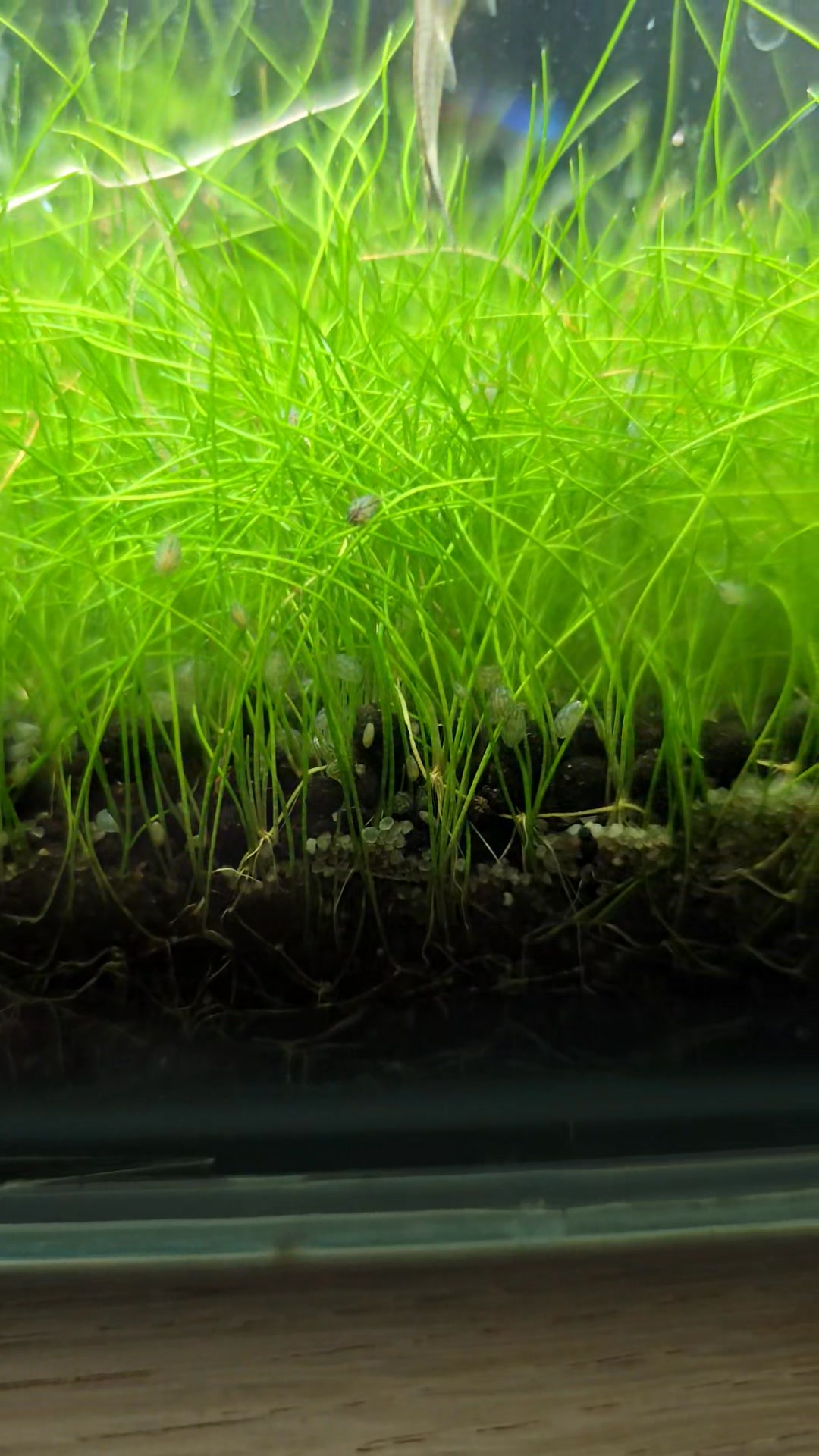 Live Ostracods (50+) - Seed Shrimp For Aquarium Algae Control & Cleanup Crew-766517