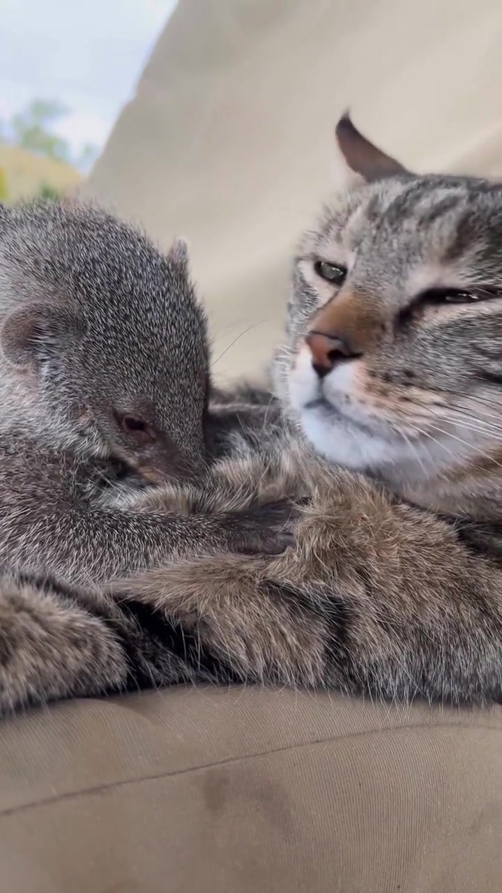Did you know mongooses love cuddles?! 🥰 #cat #cute #adorable #mongoose ...