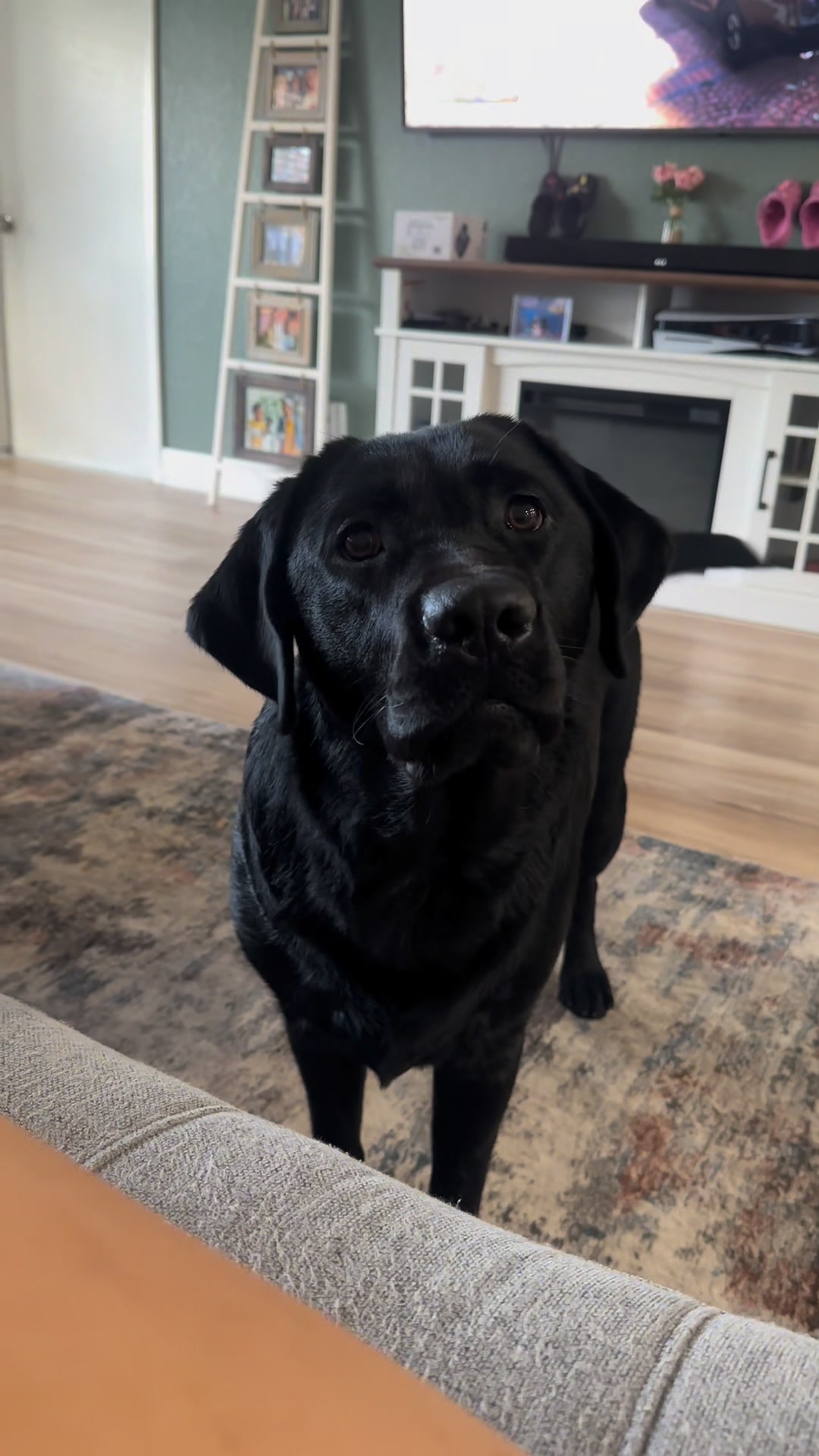 Obviously #dogsoffacebook #labradorretriever #ilovemydog #blacklab # ...