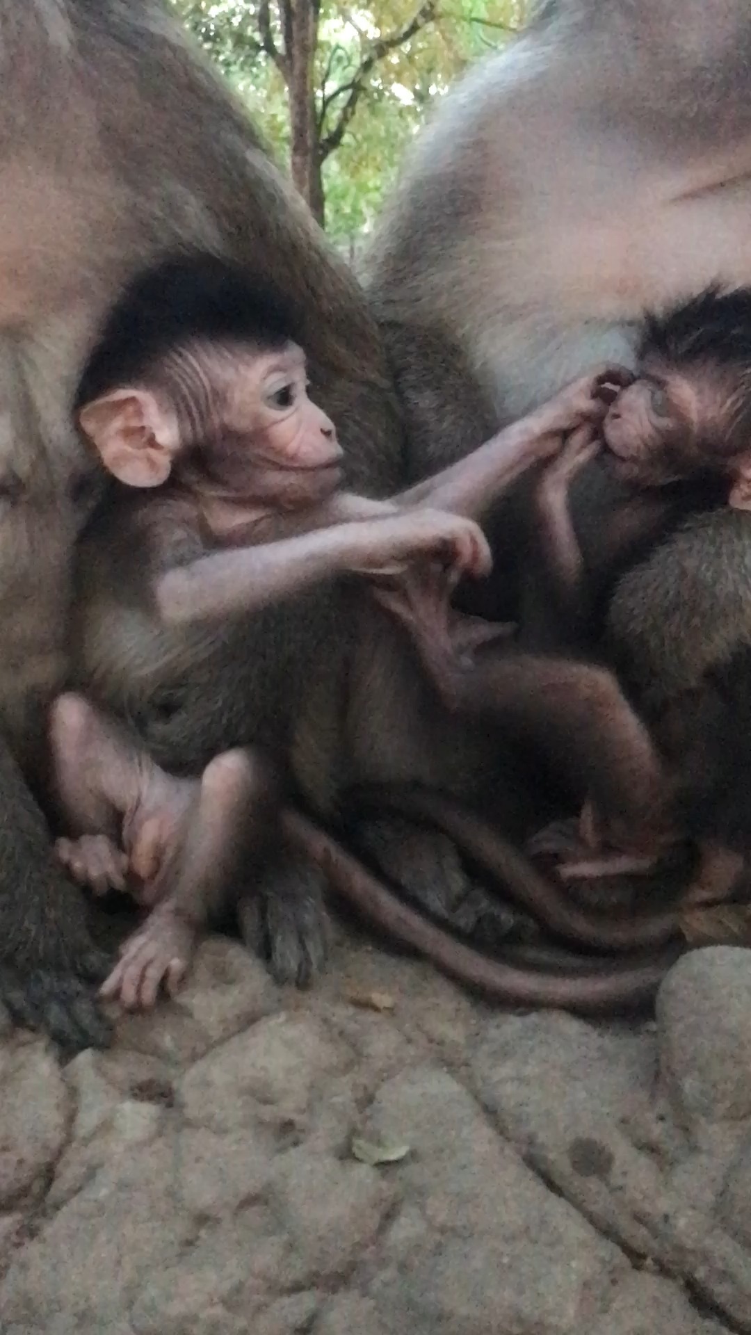 A beautiful baby monkey is held by its mother's tail to prevent it from ...