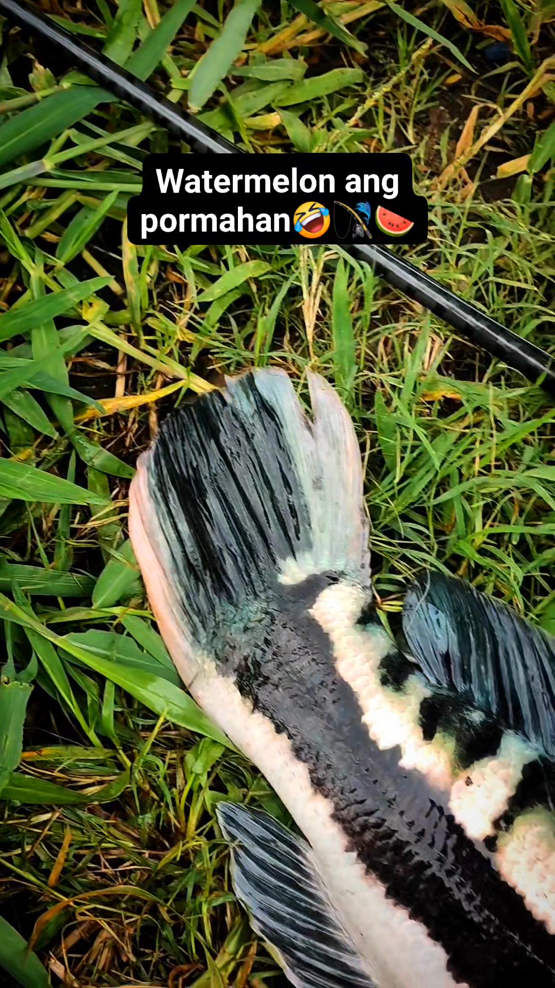 Dali na naman si tiger bulig🤣 10th mama Toman / 28 inches # ...