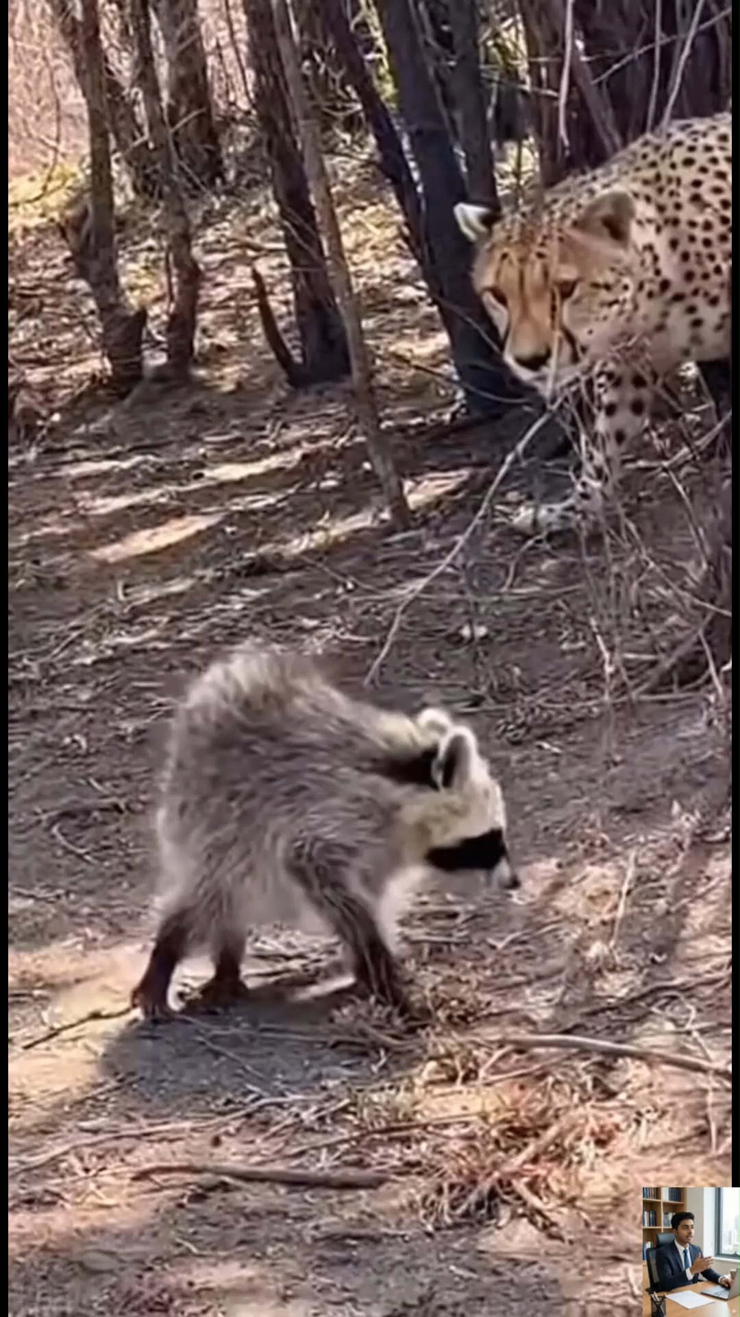 Watch a wild raccoon wandering the jungle, only to be ambushed by a ...