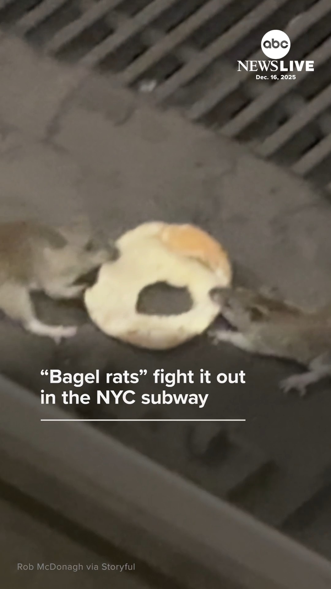 Move over, pizza rat -- these two rats fighting over a bagel in a New ...