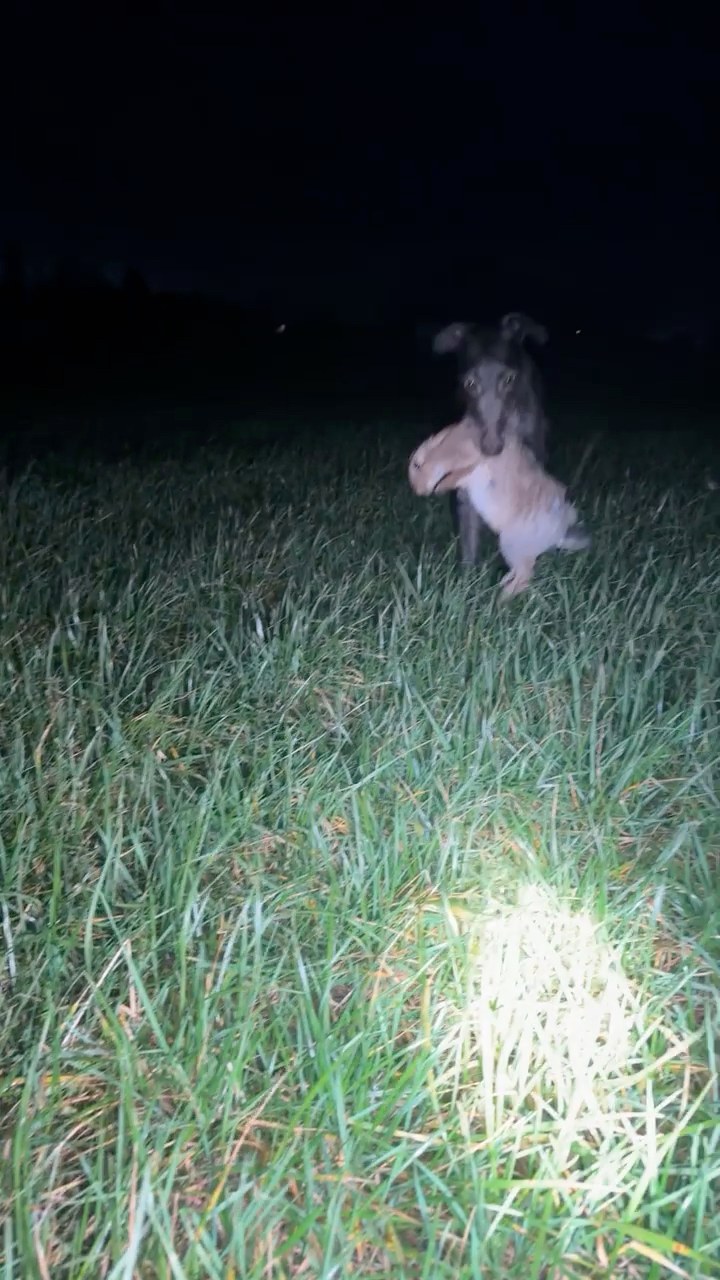 😂😂😂😂😂 close one that.. a lovely long retrieve of my wheaton x saluki ...