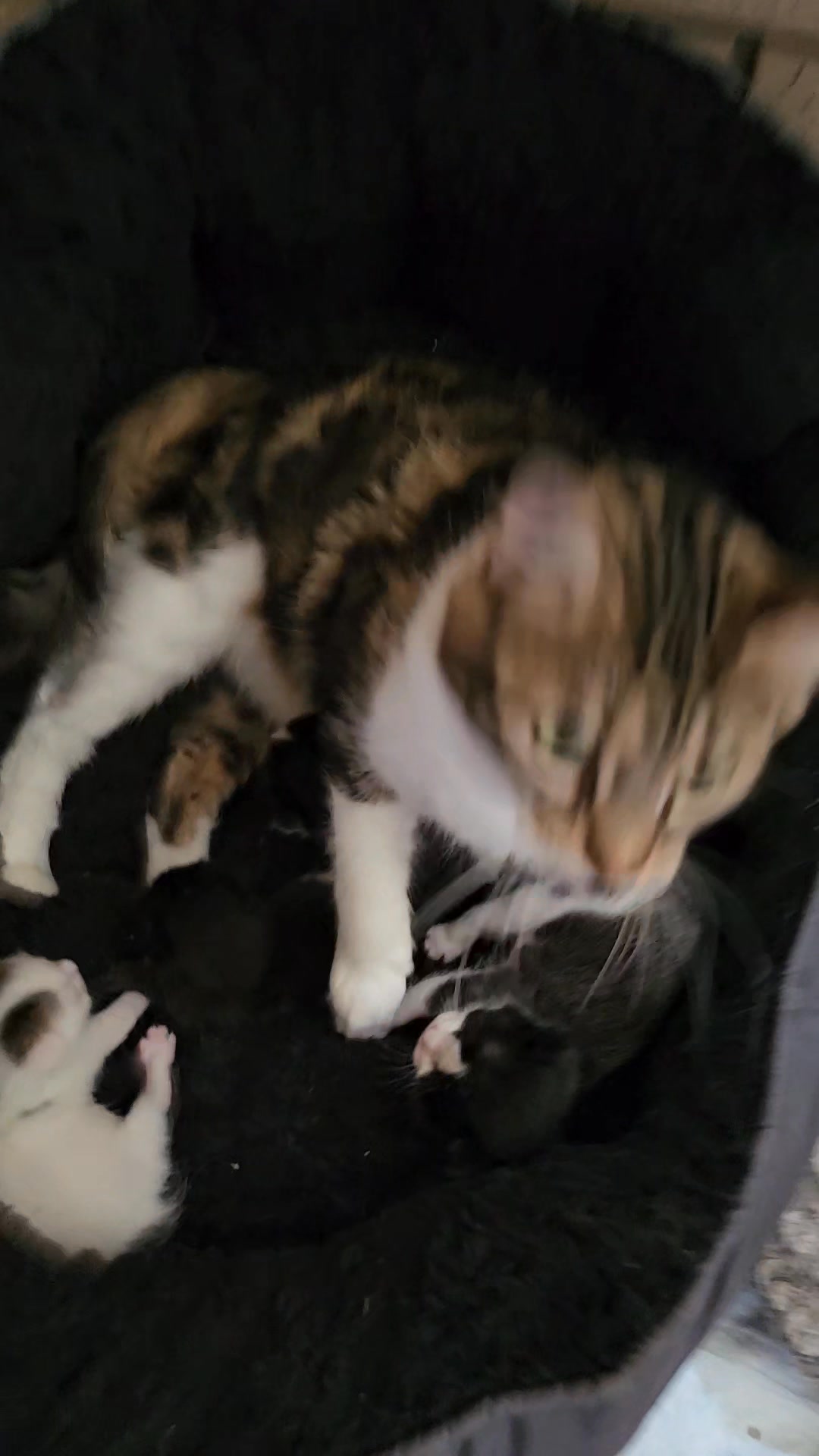 I love that the babies all know my voice and get so excited for my pats ...