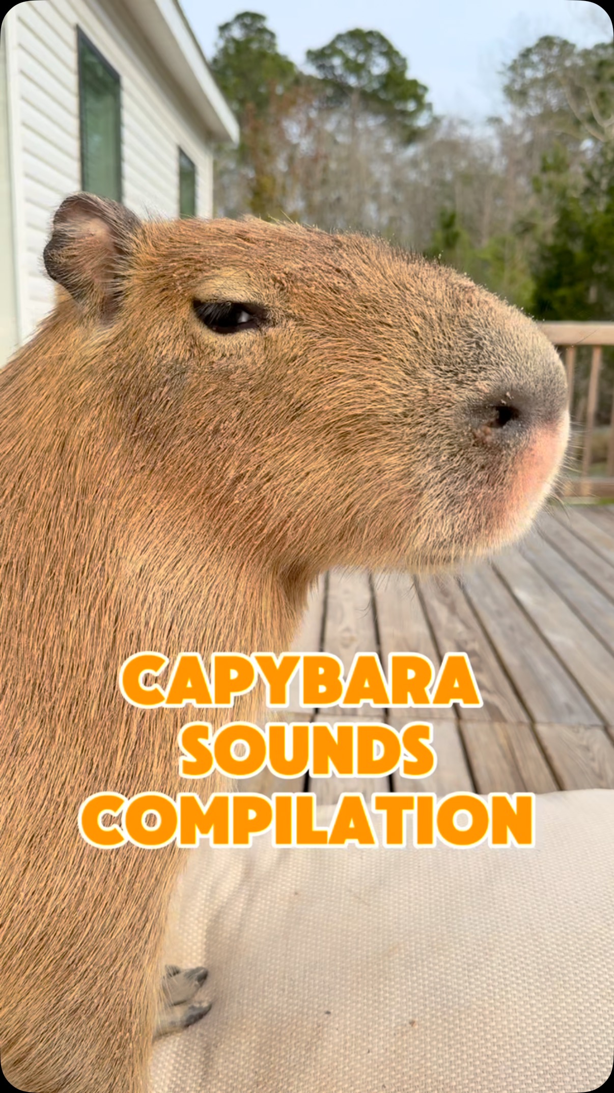 Capybara vocalizations are one of my favorite things to share with you ...