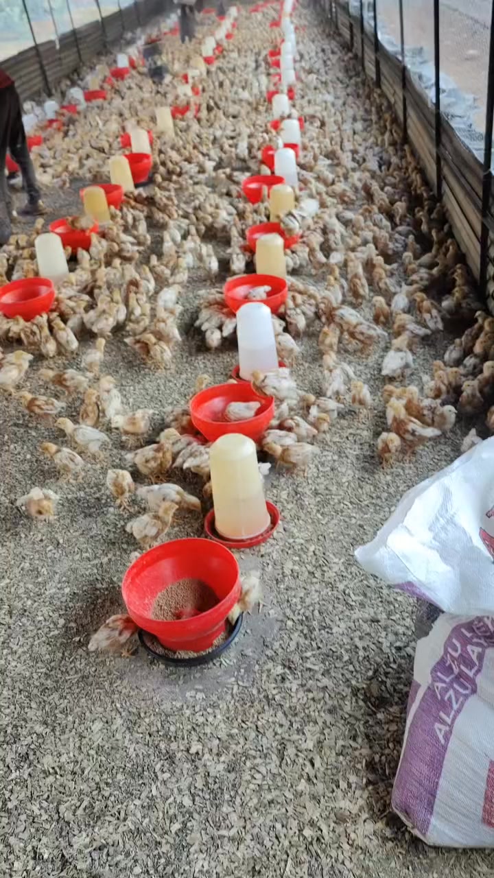Peezel Farms 