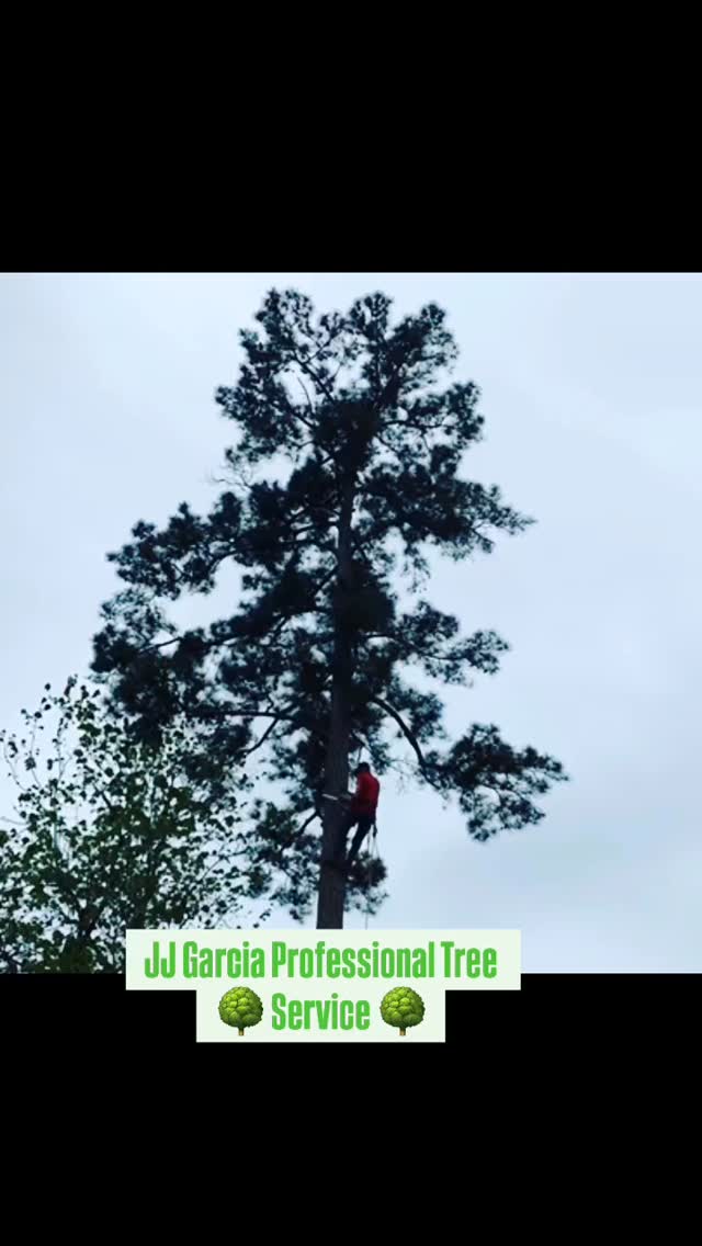 Missing the sun 🌞 #jjgarciatreeservice #treeservicecompany #viralpost ...