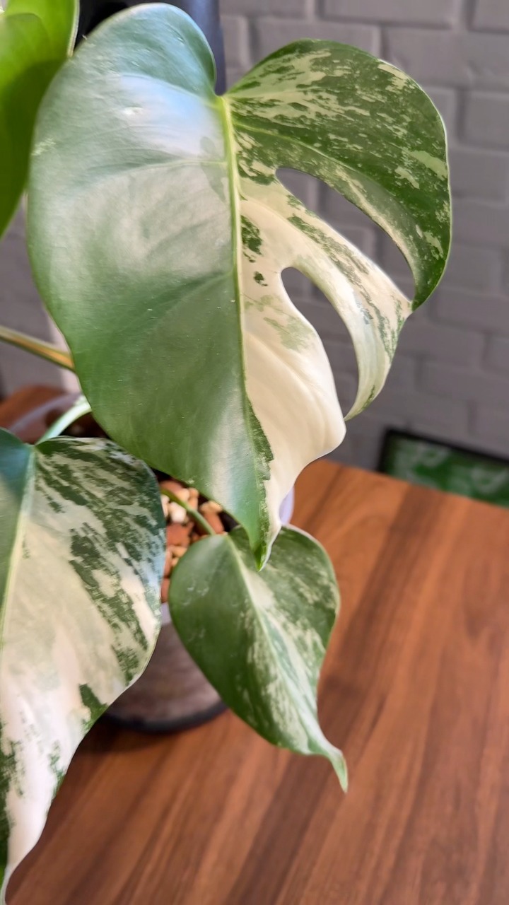🌿💥 WIN a RARE Monstera! 💥🌿Plant fam, this one’s for you 👇We’re giving ...