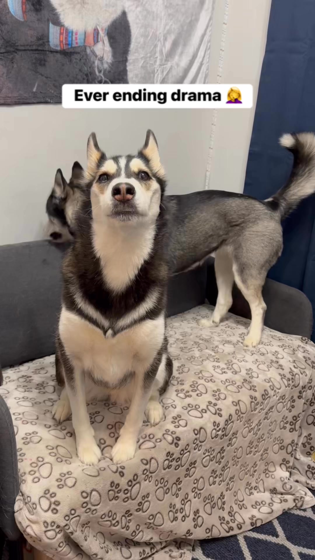 Life with huskies 🤣 #funnymoments #dogs | Maya The Husky | Facebook
