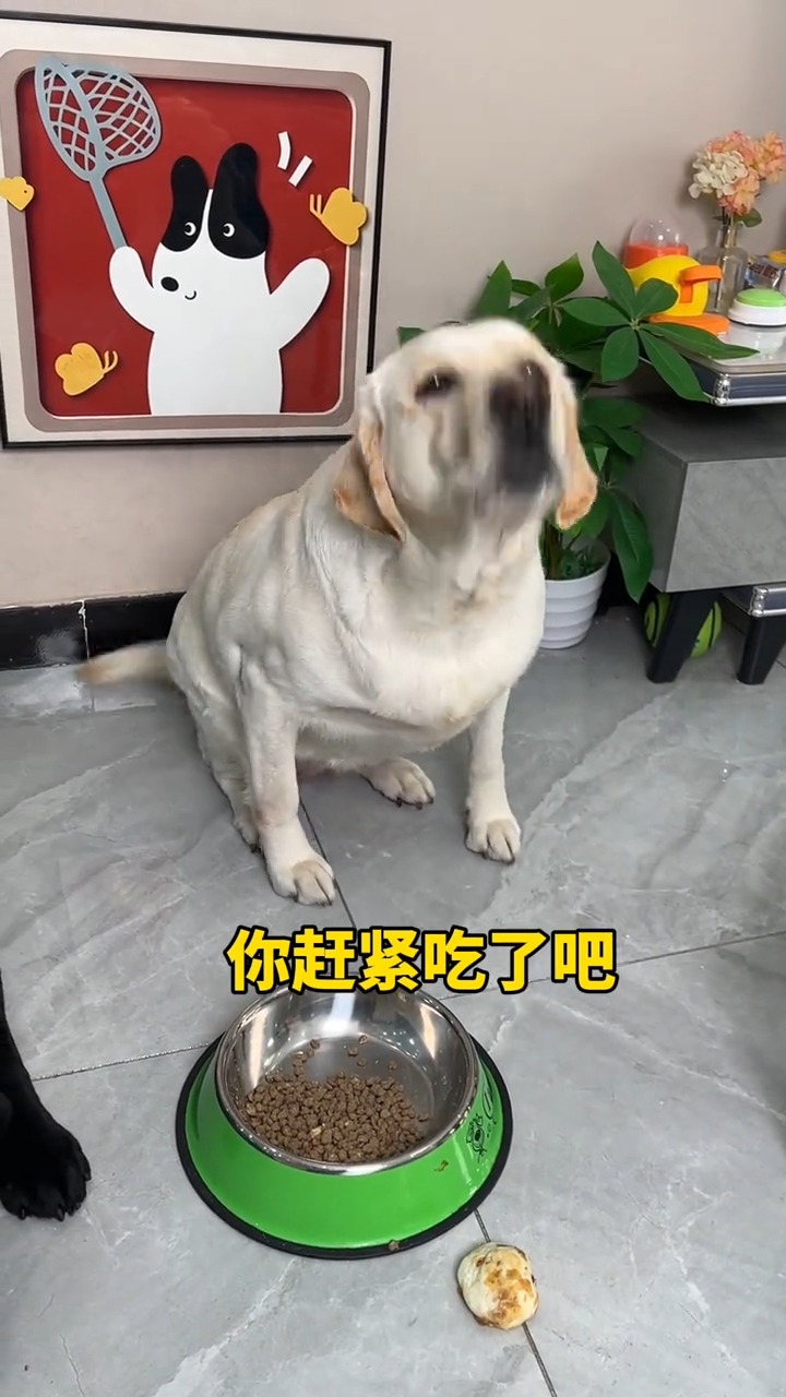 来而不往非礼也！ #拉布拉多 #狗狗 #labrador #dog #doglover #reels2026 | 拉布拉多小皮旺仔肉肉 ...