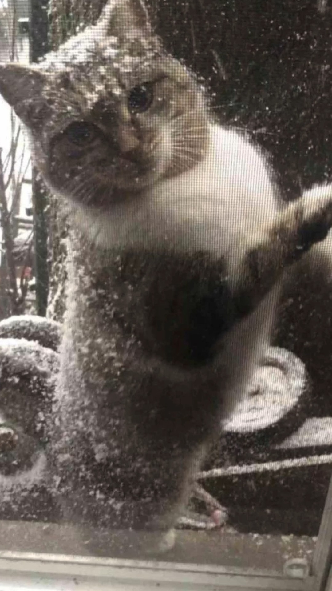 Stray Cat Appears at Window During Snow Storm Asking to Be Let In 😿 ...