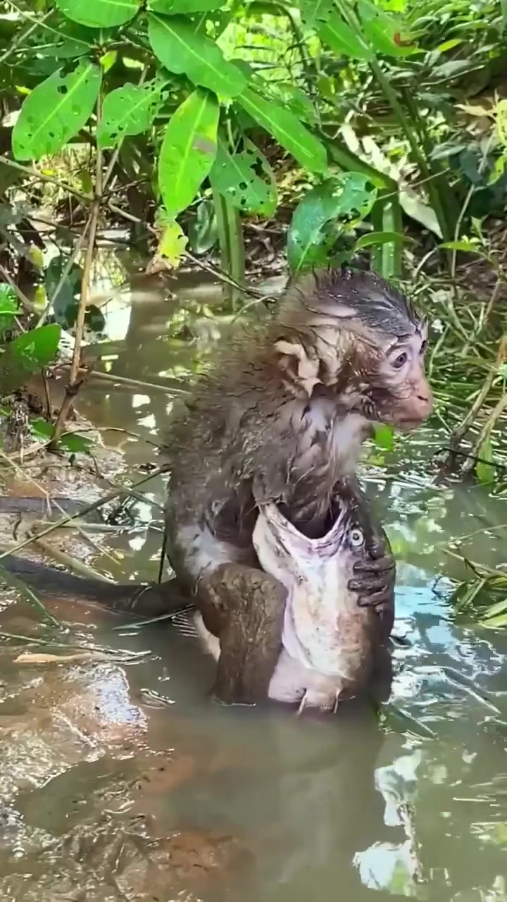 Saved Monkey and fishing | Neth | Facebook