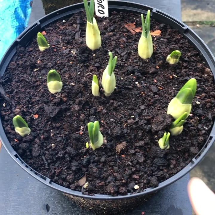 If you have forced any bulbs outside over the winter then today is the ...