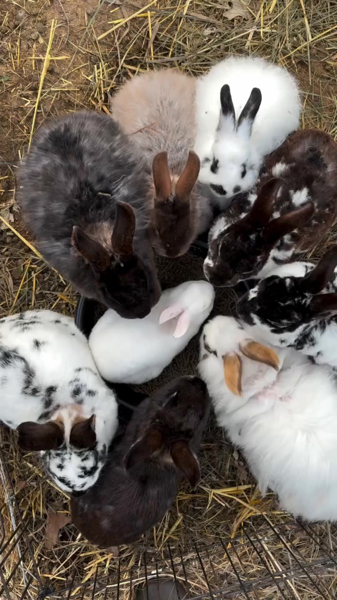 Throwback Thursday- breakfast for the main colony. #bunny #rabbit # ...