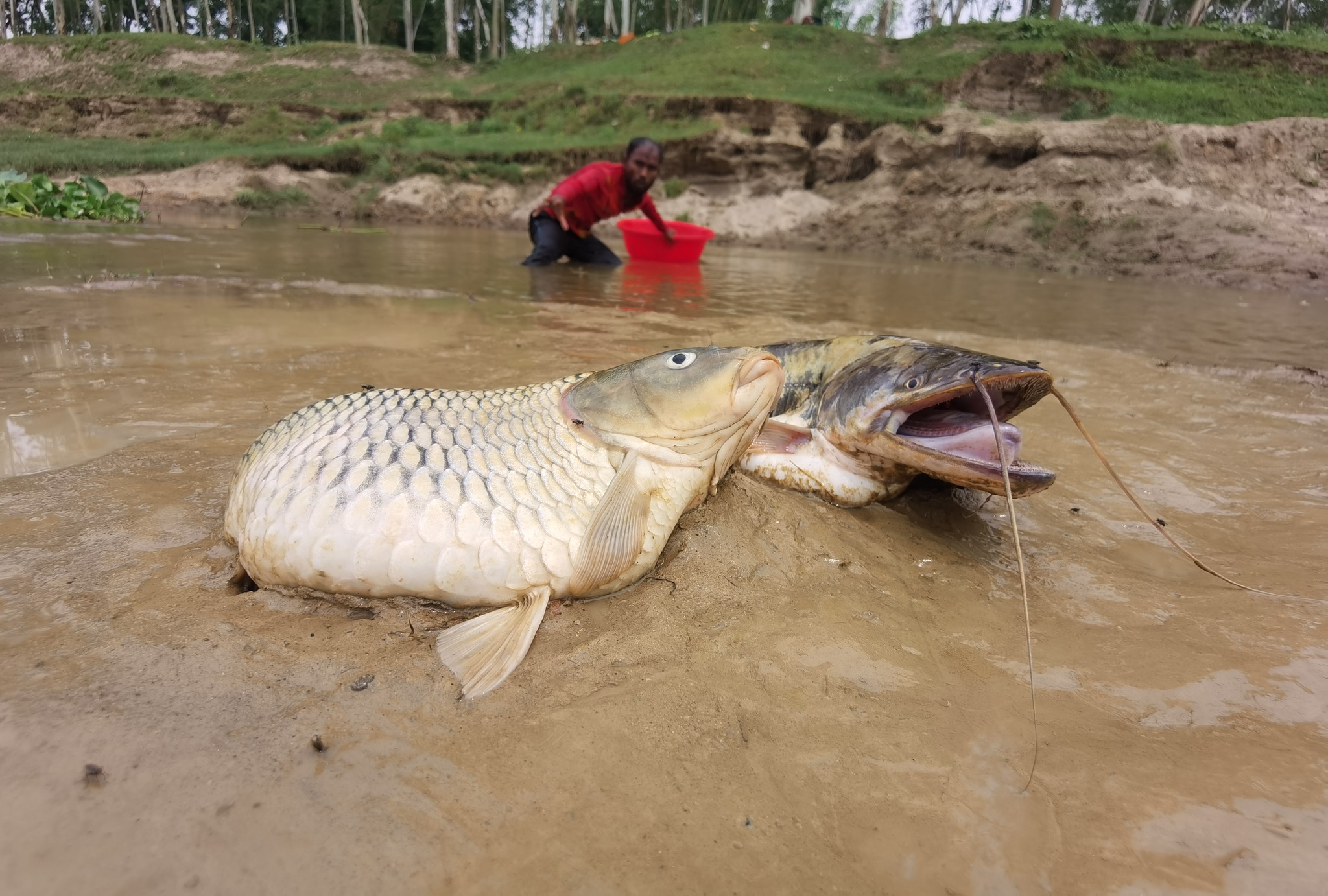 Wow Amazing big stuck fish catching form river side dry place ...