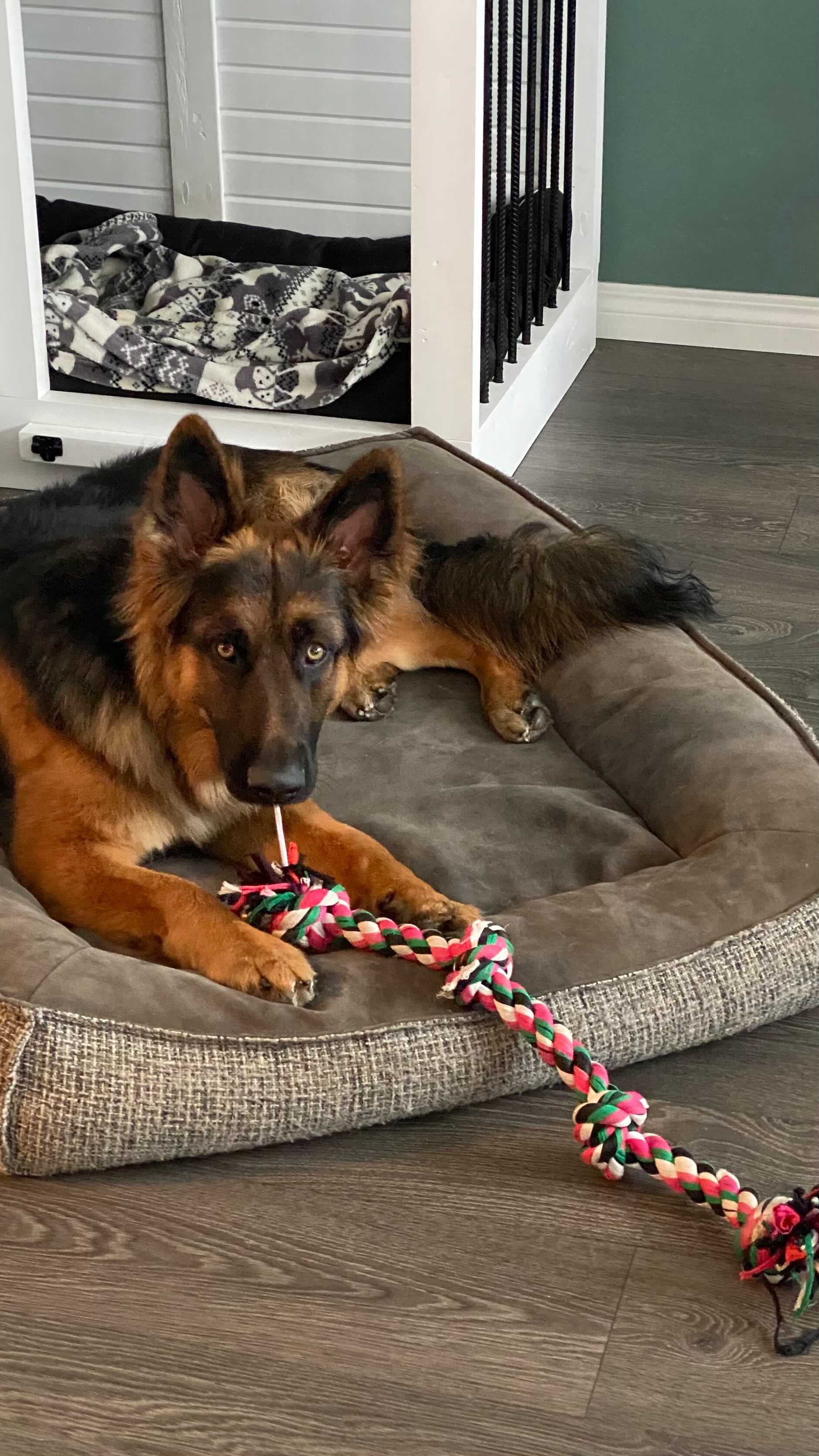 Expectation vs Reality 😂 Follow @jasper_theshepherd and watch me grow 🐾 ...