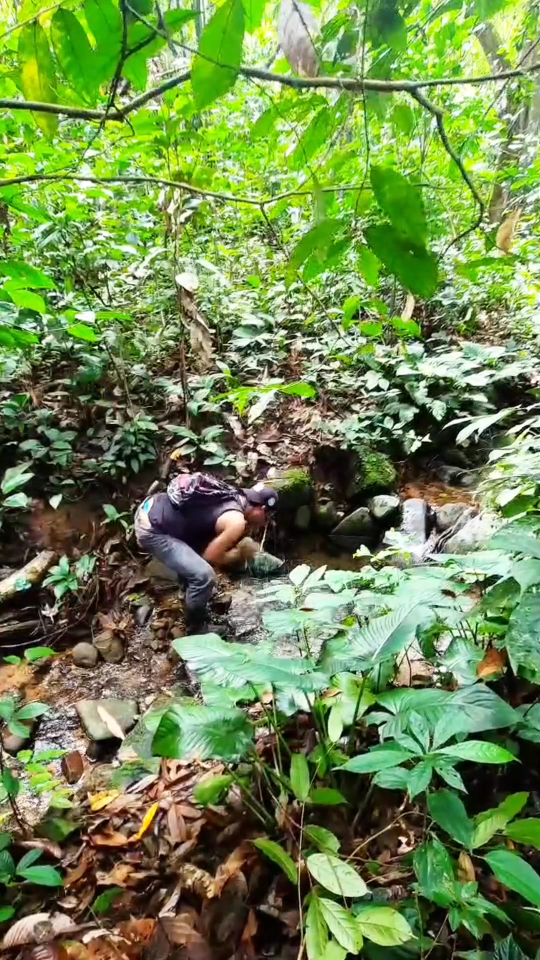 Keindahan Burung Ruai Penghuni Hutan Rimba Belantara Kalimantan. # ...