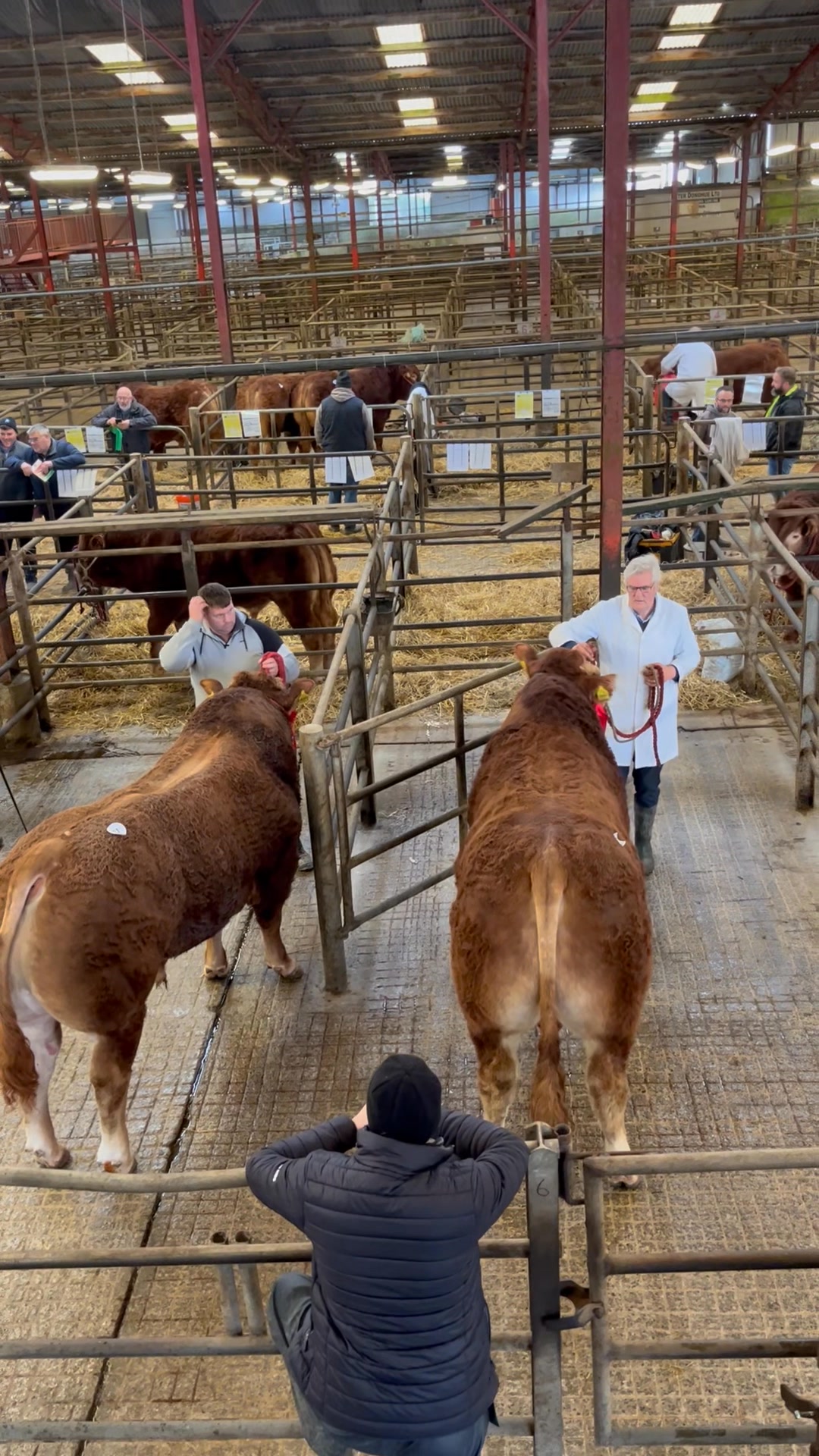 Top prized bull at today's sale in Athenry was Lot 1 SKELON UNIVERSE, a ...