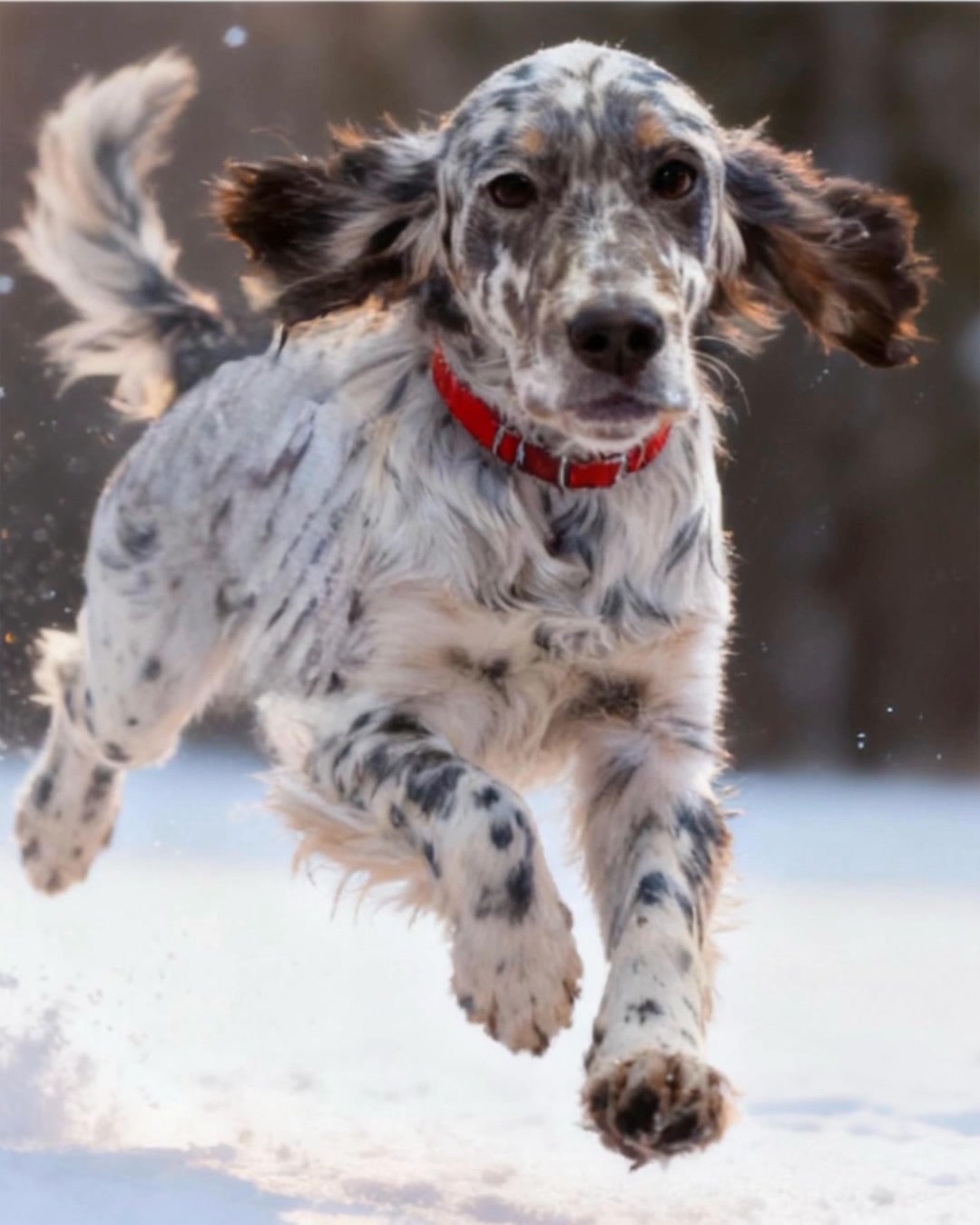 Beirl’s English setters #beirlsetters #Englishsetter #doglover #doglife ...