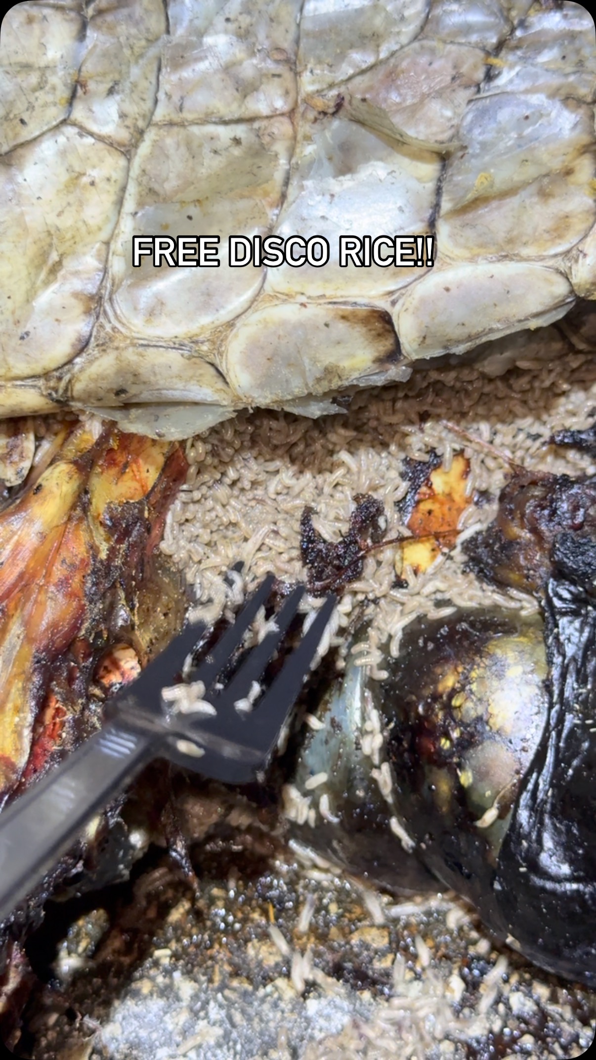 DISCO RICE from the GROSSEST SMELLING THING OF ALL TIME ...
