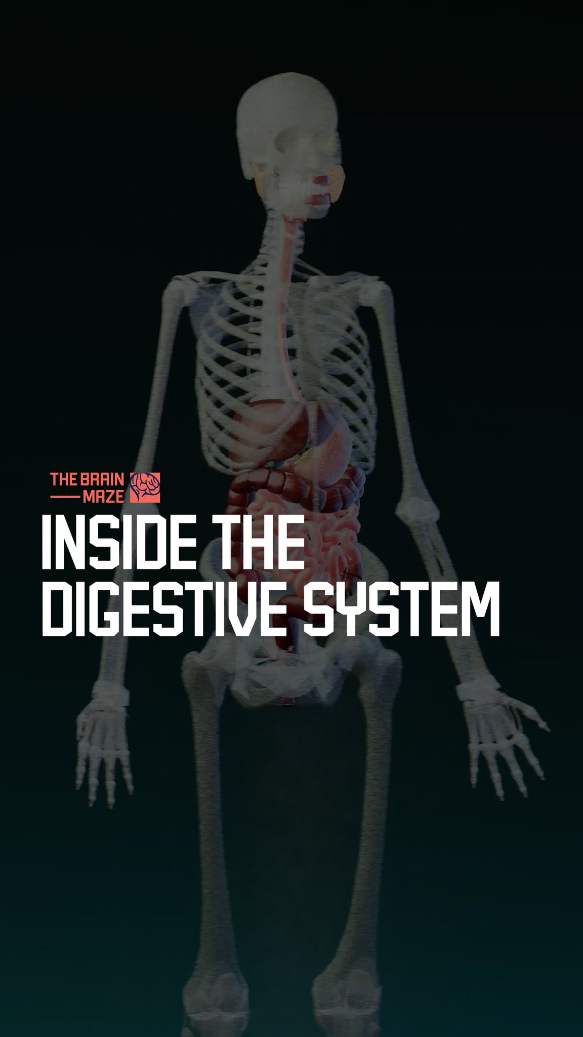 Inside the Digestive System - What actually happens to food once you ...