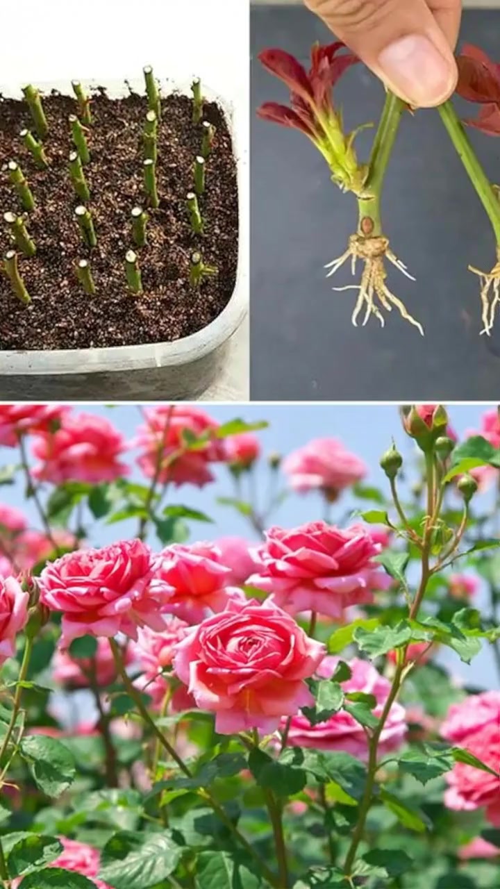 100% Success! Growing Roses from Cuttings with This Homemade Fertilizer ...