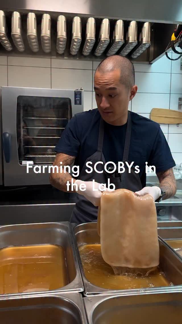 Ever wondered how we grow our SCOBYs? 🤔 A SCOBY (Symbiotic Culture Of ...