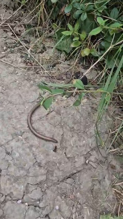 Shrew versus slow worm. Who wins? Well, they both do…! The slow worm ...