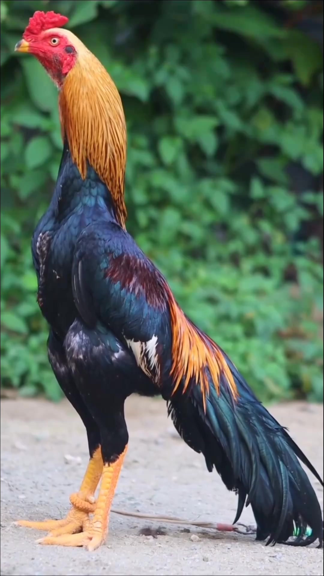 Cute Hero Rooster #birds #pets #sindhaseel #Foryou #poultry #chicken # ...
