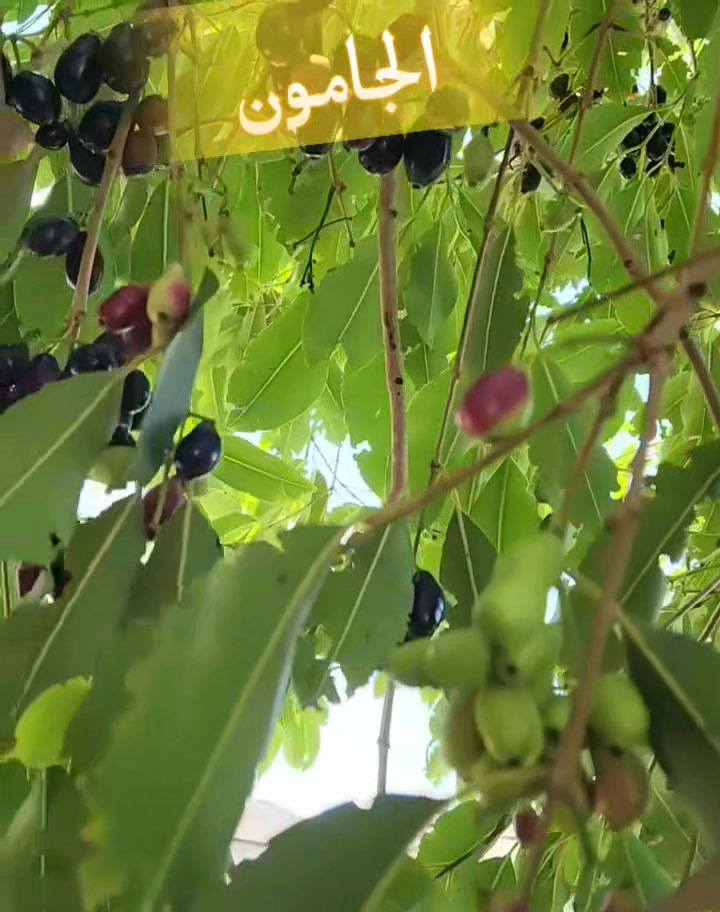 🌿🍇 تحب تزرع شجرة تعطيك فاكهة لذيذة وصحية؟ شتلة فاكهة الجامون هي الخيار ...