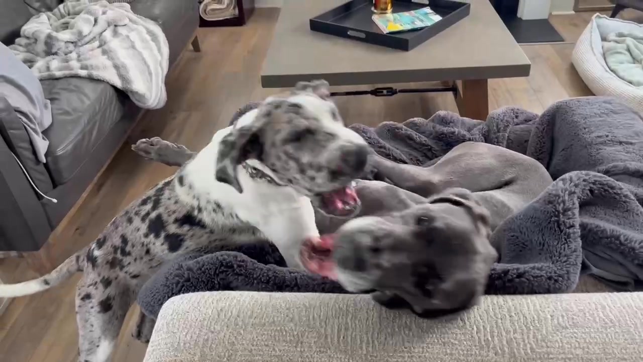 Great Dane Friends of Ruff Love on Reels | Facebook