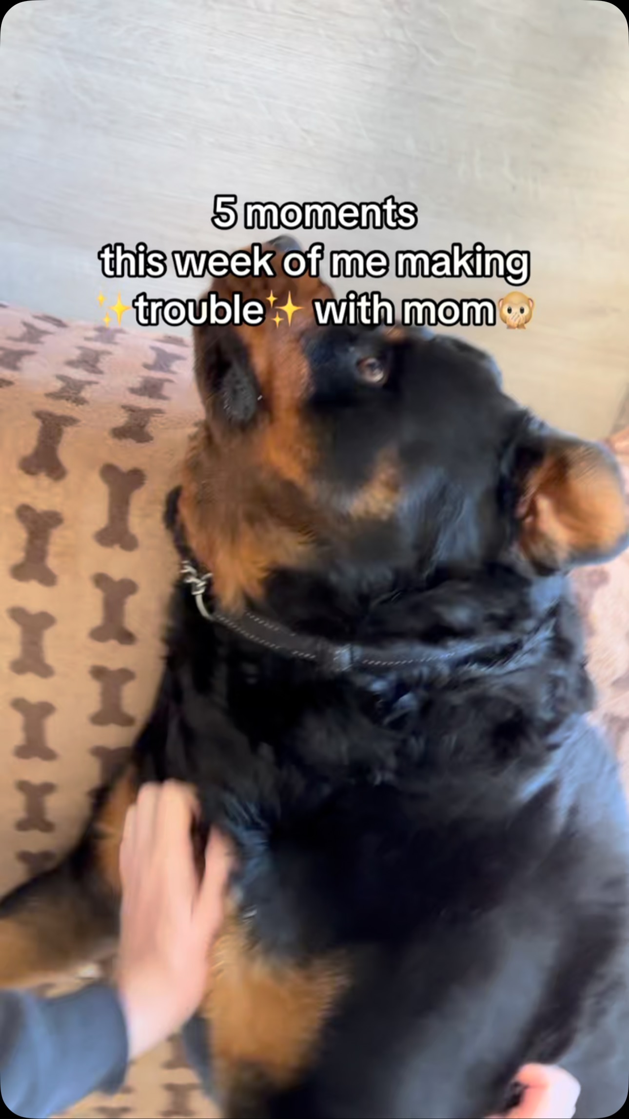 So you want a Rottweiler?🤭 #rottweiler #dogsofinstagram #dogs # ...