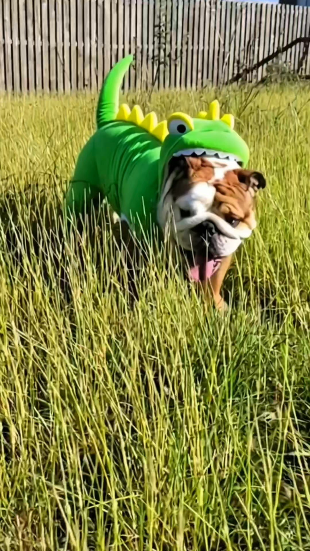 ¡Se inauguró el rodeo de dinosaurios! 🦖🤠 Hoy sacamos el espectáculo al ...