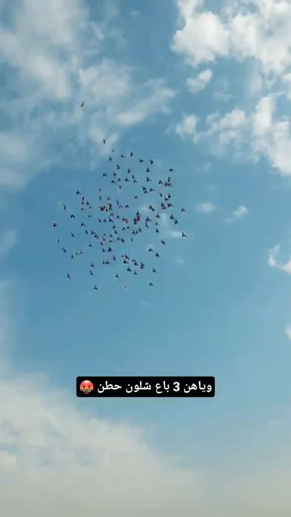 بينو بينو