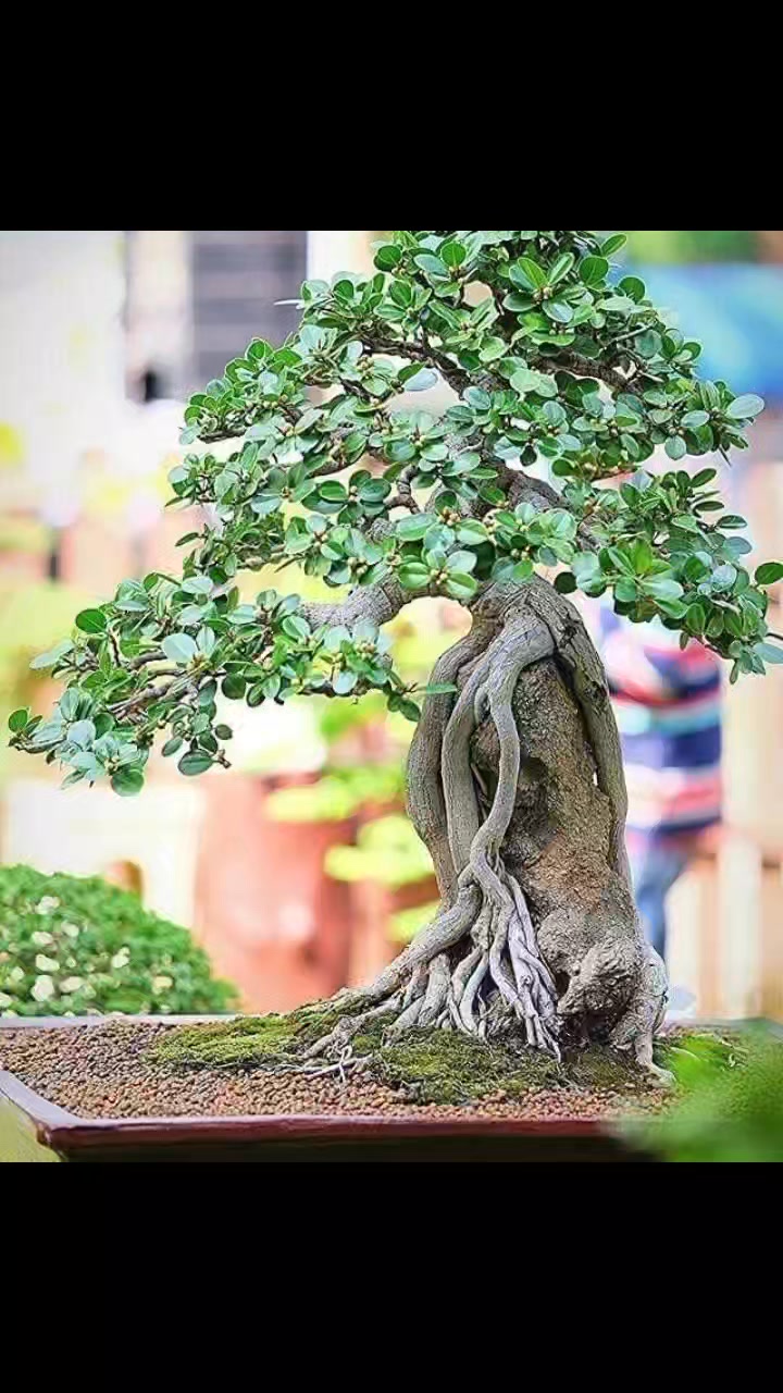Bonsai Sri Lanka Society- BSS