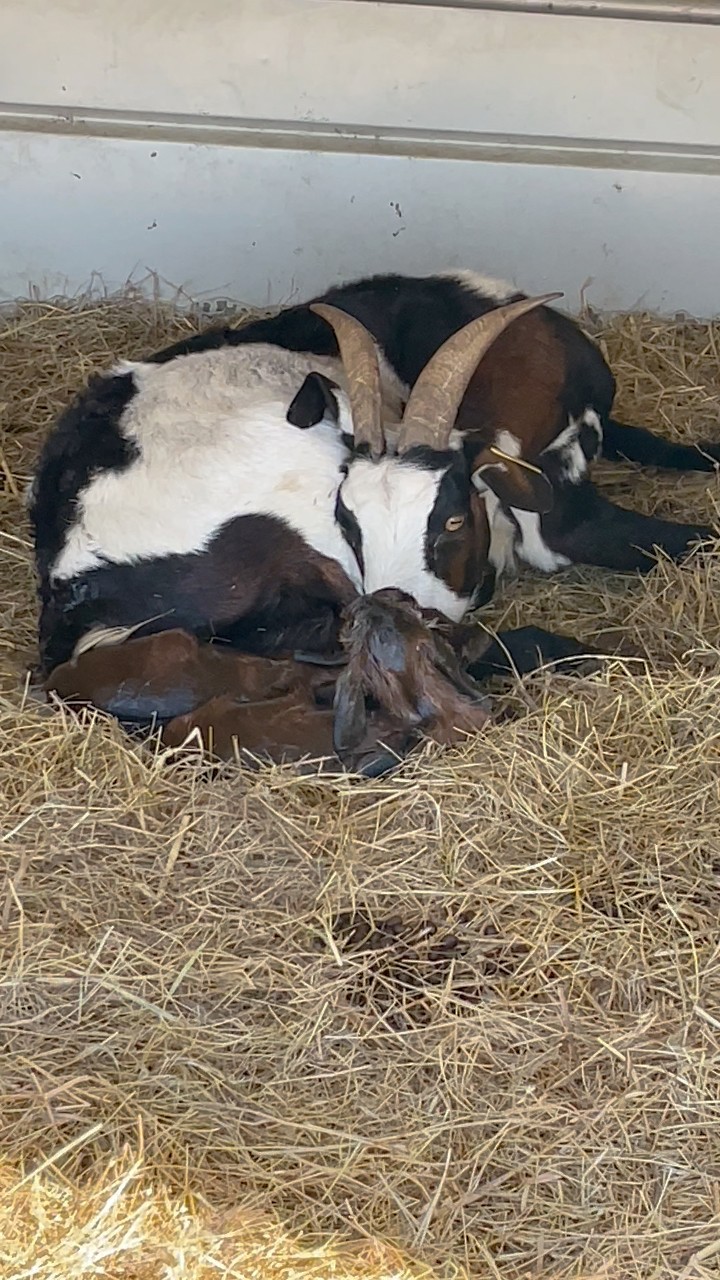 Doing checks and tagging babies found some fresh born baby goats | Bois ...