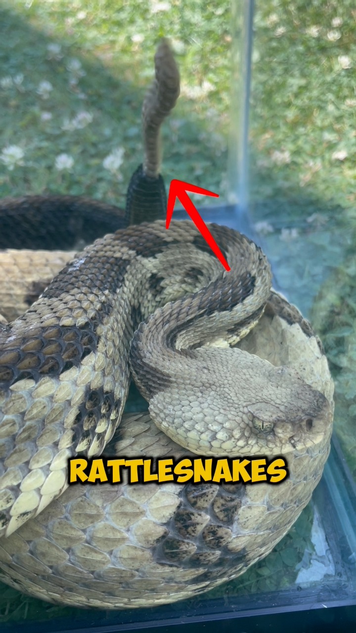 The craziest snake fact most people don’t know.. 🤯 Many other snakes do ...
