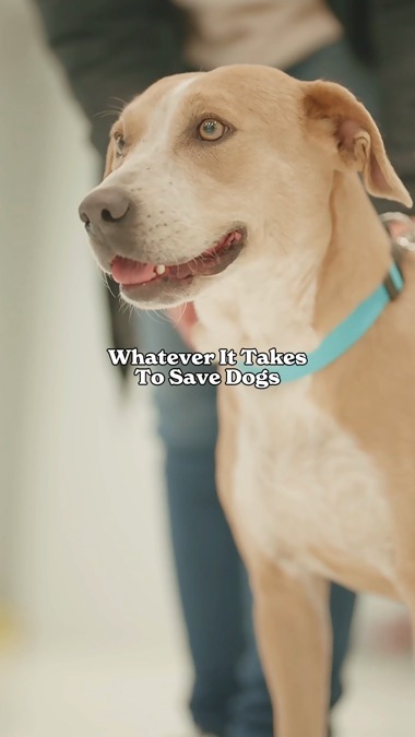 The iPaw Rescue Network does whatever it takes to save dogs' lives. We ...