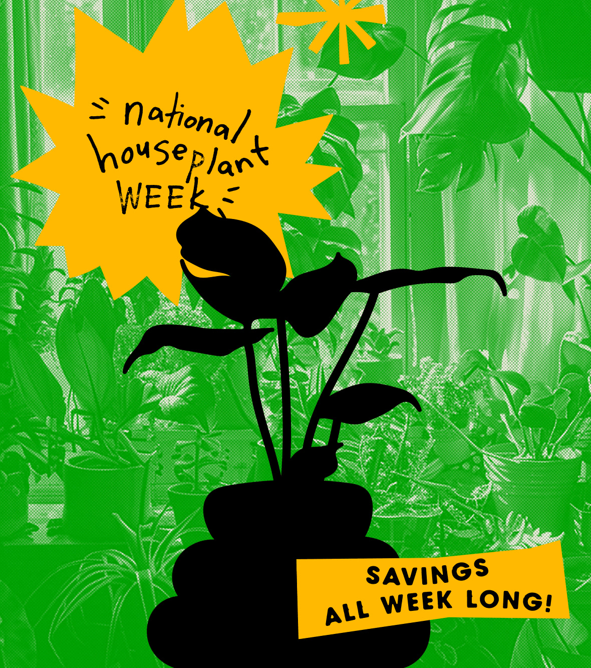 Celebrate National Houseplant Week with BWH Plant Co by snagging Buy ...